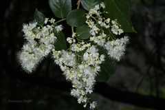 Symplocos paniculata